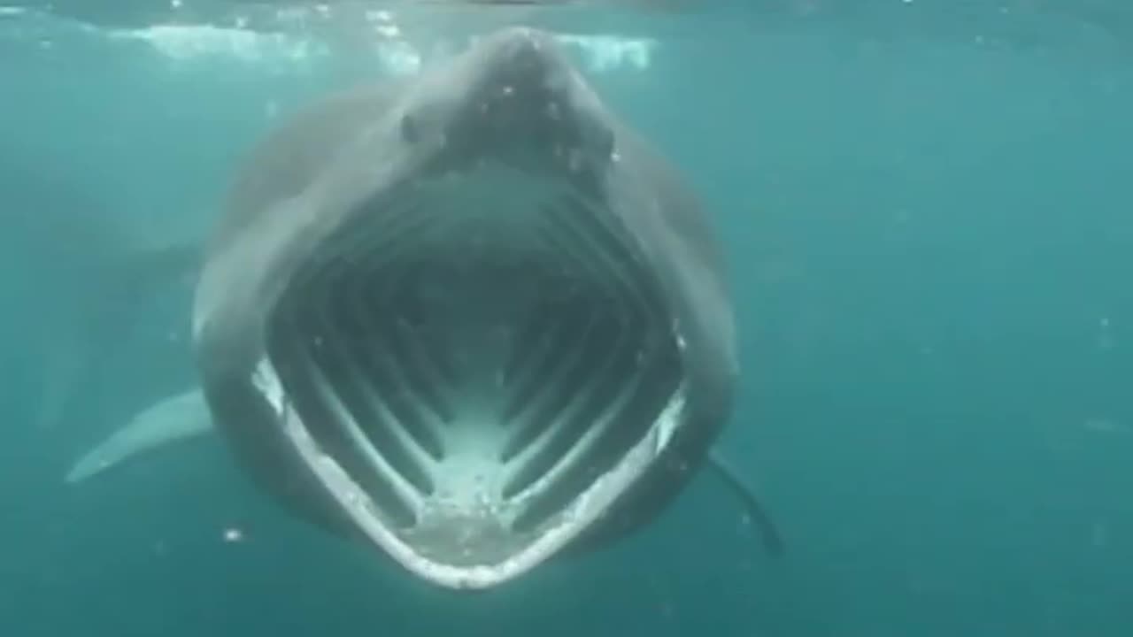 Moment 6-foot-long basking shark is spotted near shore