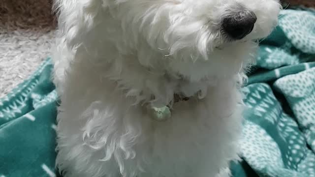 a puppy with its head tilted at a call