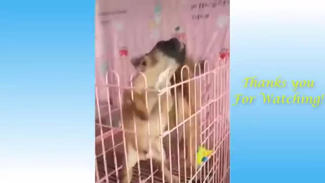 Cute Pets And Funny Animals Compilation #16 - Pets Garden playing.