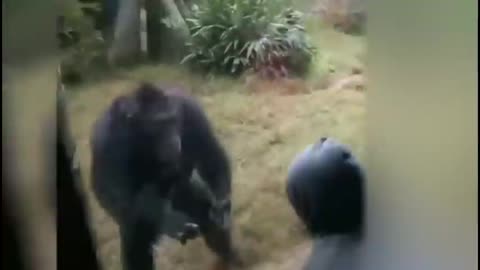 Monkey funny video