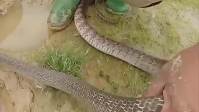 Snake fishing