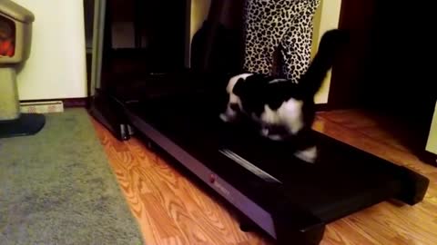 New video, Funny cats,smart, Animal Video part 8