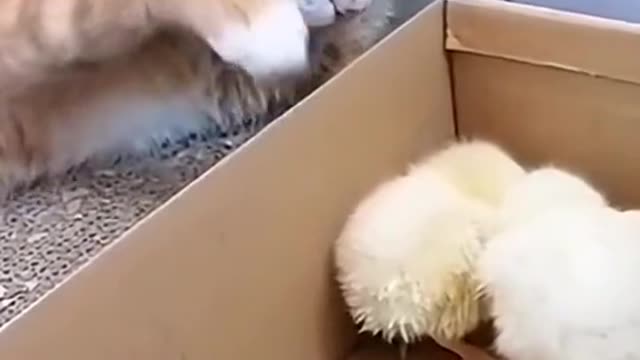 I didn’t do it #animals #funnyvideo