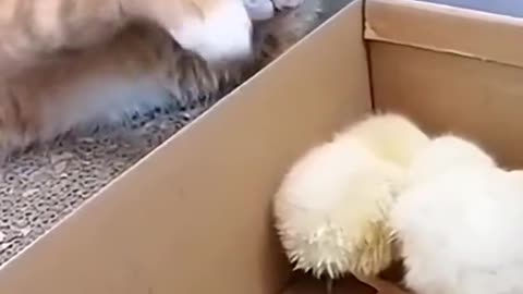 I didn’t do it #animals #funnyvideo