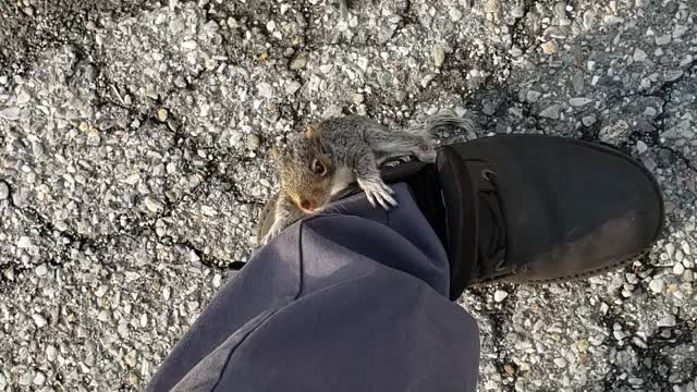 Squirrel on my leg