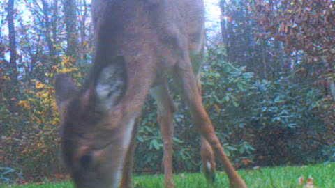 Spots gone, this White-tailed Deer and a sib were accompanying Mom to our yards.