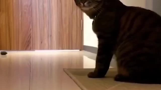 cat viral funny video / dog funny video / rumble new funny video