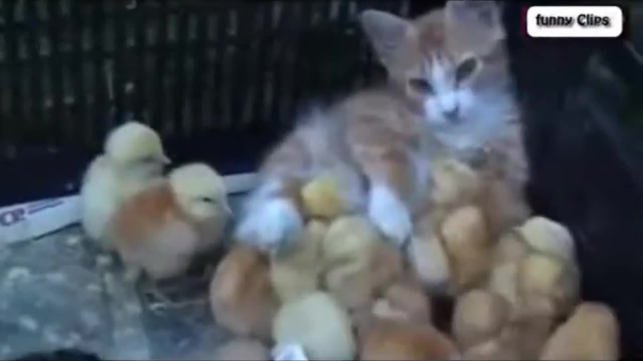 "Funny Animal Videos: Cats Adopting Baby Birds - Hilarious Compilation"