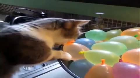 Cats adventures with balloons