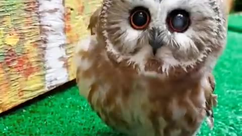 The Most Adorable Saw-whet Owl! !!! 🦉🦉🦉