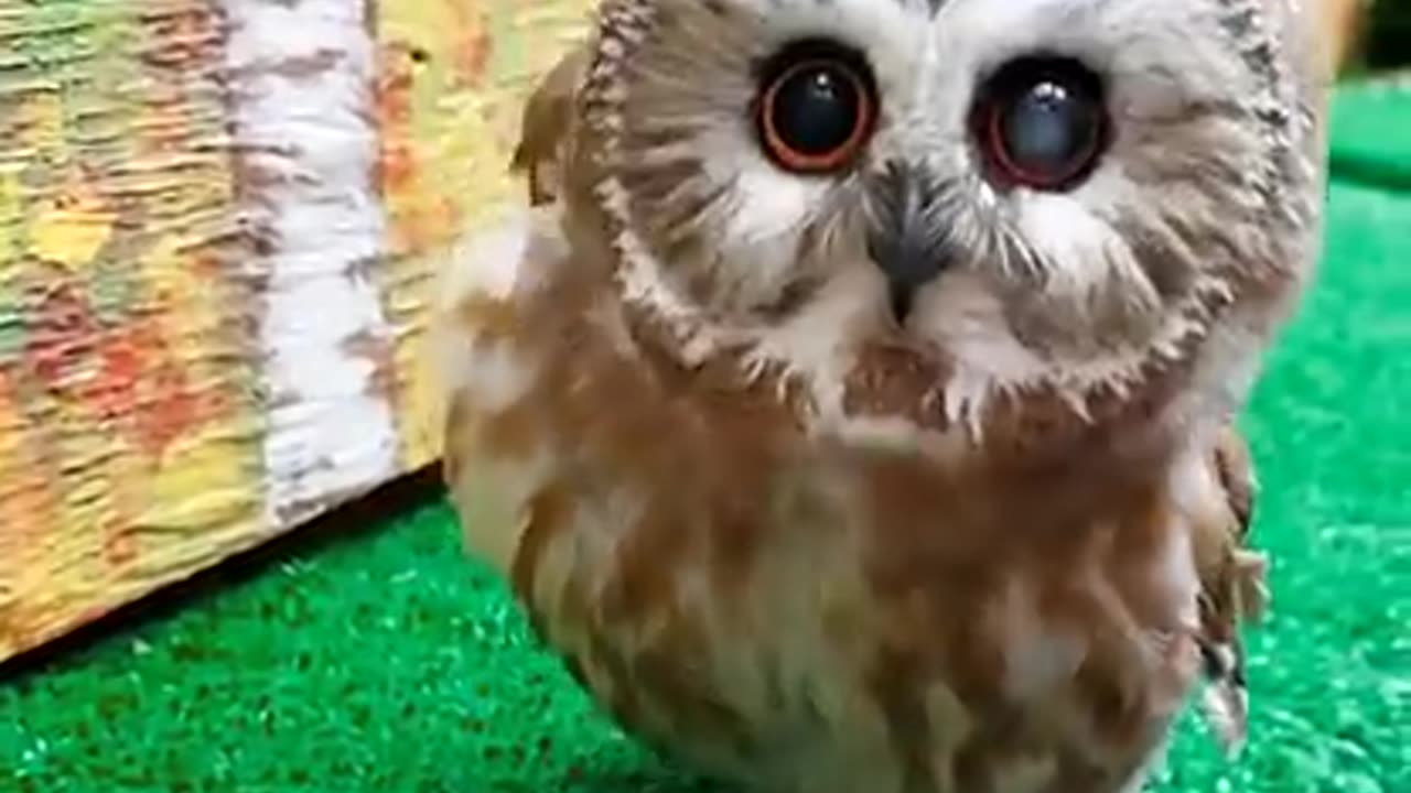 The Most Adorable Saw-whet Owl! !!! 🦉🦉🦉