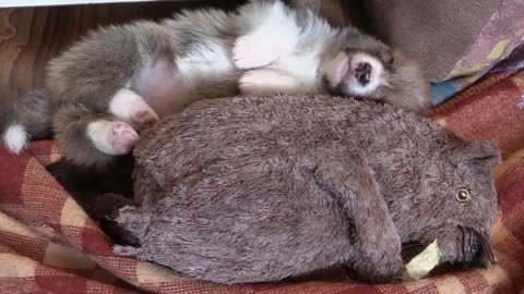 chiot corgi dormir