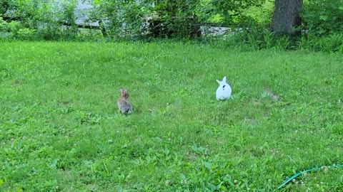 PET RABBIT AND WILD RABBIT