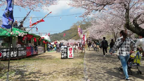 Cherry Blossom