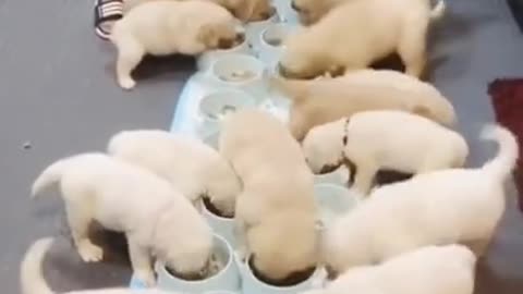 Funniest moment of cute puppies