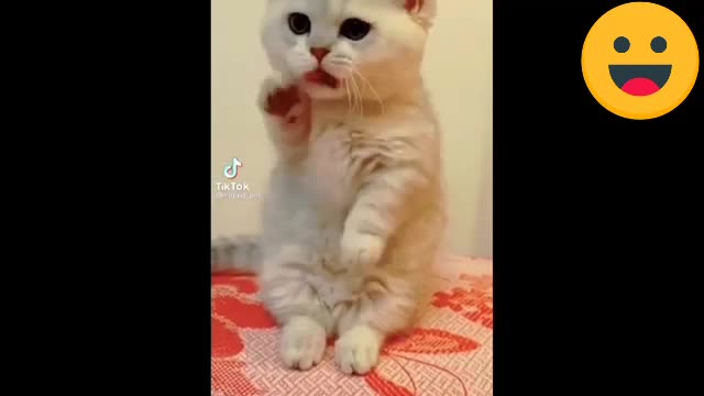 collection of funny cat videos