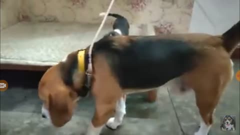 Dogs xpot