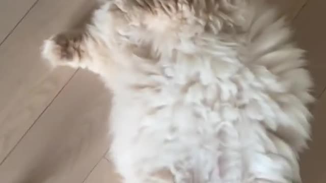 Cuteness cat funny moment 🐈🐈