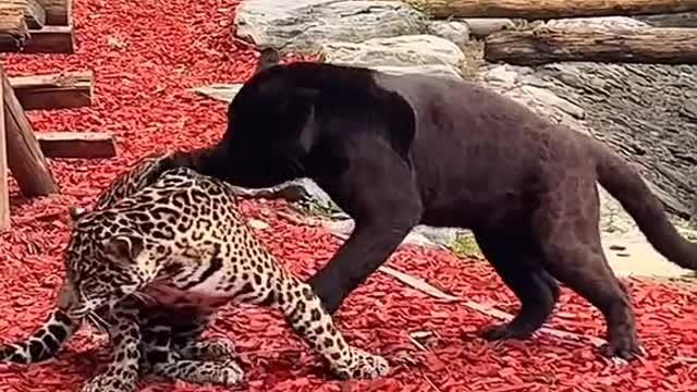 The leopard