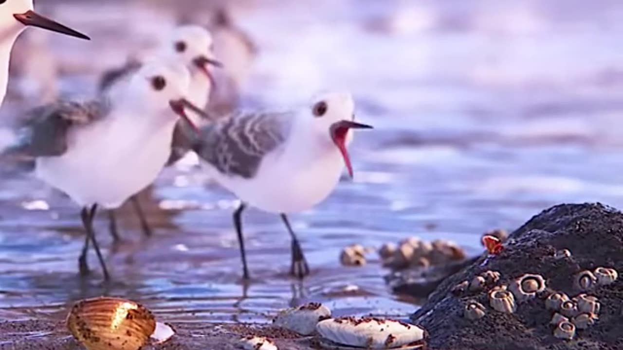 The Brave Baby Bird and the Dancing Waves | बहादुर बेबी बर्ड और नृत्य करती लहरें 🐦🌊