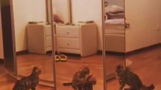 Seeing himself in the lead, the cat was completely stunned