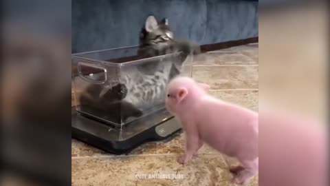 Super cute animals reactions