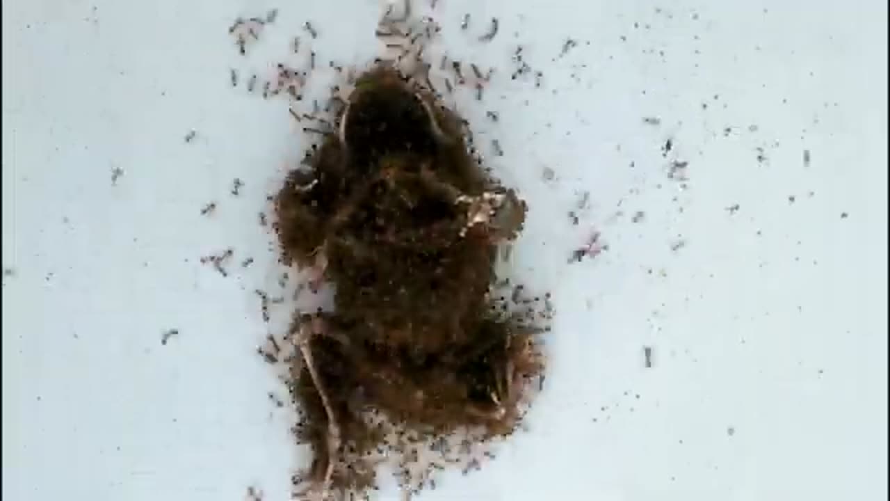 Fire Ants Eating Frog For 36 Hours - Insects Time lapse Video