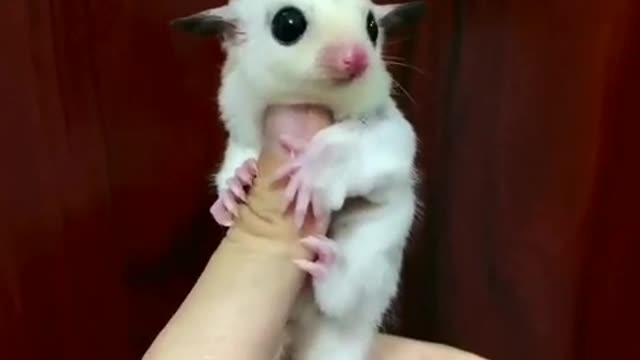 Super cute honey glider, very dear pet, net red flying squirrel