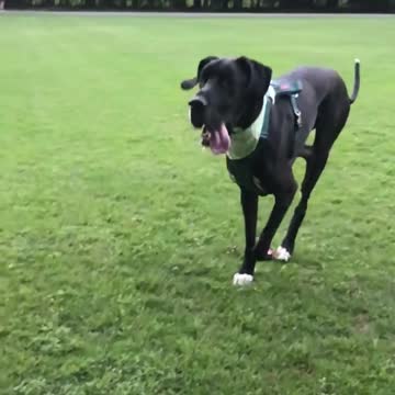 Railey the Dane Slow Motion