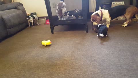 basset playing with his pup for the first time.