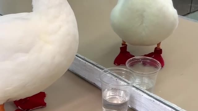 Self loving duck booped herself