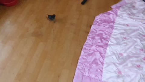 The baby chick came to eat cabbage