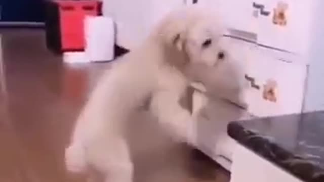 Dogs - Baby dogs - funny and fluffy (27) / Cães - Filhotes - engraçados e fofos (27) #shorts