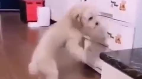 Dogs - Baby dogs - funny and fluffy (27) / Cães - Filhotes - engraçados e fofos (27) #shorts