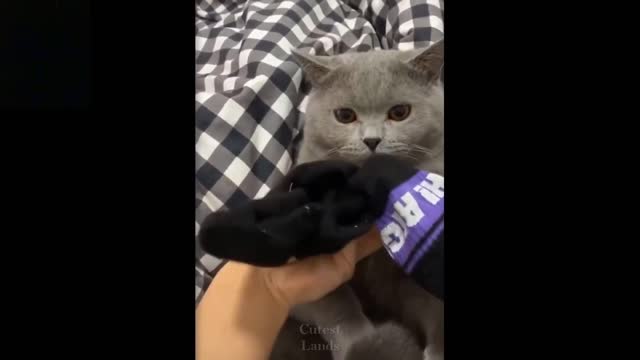 Funny And Cute Pets, Try Not To Laugh To These Pets Compilation