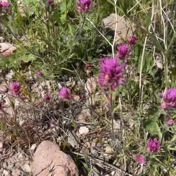 ❤️Nature gives us beautiful gifts every year.