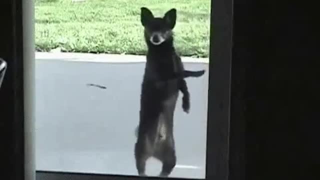 Lets go dance my dog