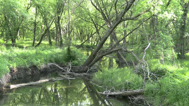 A river in the park ambience