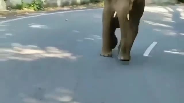 angry elephant attacks