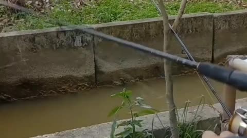 This is a beautiful and charming water-dwelling species