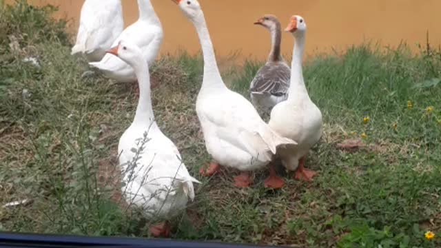 I stopped the car and the onlookers came to see too much cuteness