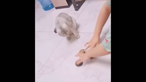 Funniest Animals - Best Of The 2021 Funny Animal Videos #13