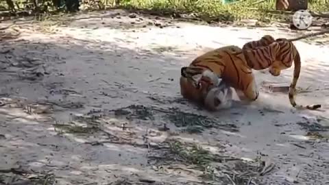 tet don't laugh scaring dogs vs tiger