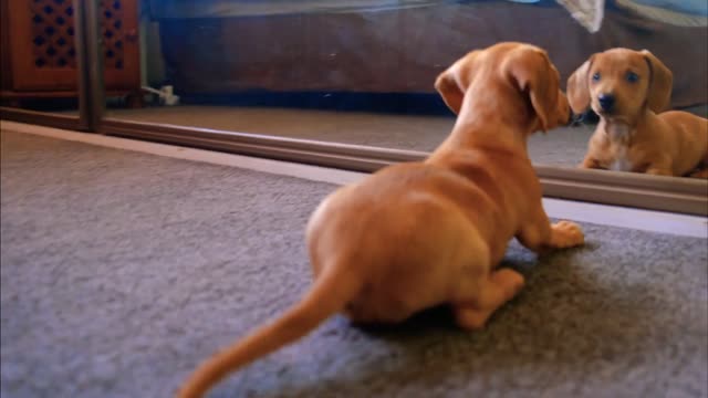 Dog Looks at His Reflection in The Mirror