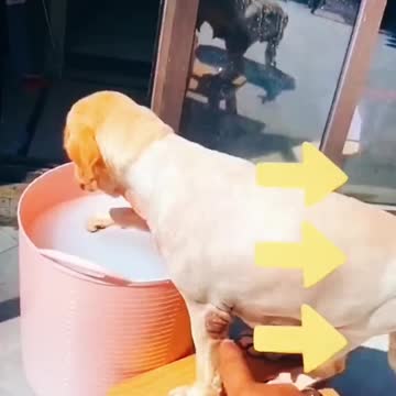 Silly dog trapped in water bucket