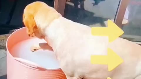 Silly dog trapped in water bucket