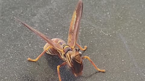 Wow! It's not a wasp..and not a Praying Mantis like I thought. Wasp mantidfly. Hit the Like on this!