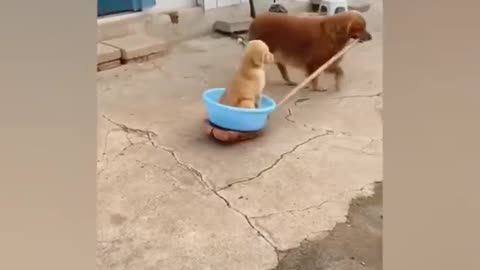 Funny animal 🤣 cute gesture