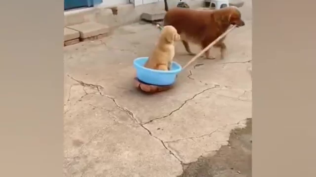 Funny animal 🤣 cute gesture