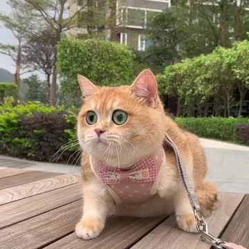 Pets, cats, dogs, and much more.